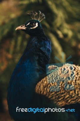 Beautiful Colourful Peacock Outdoors In The Daytime Stock Photo