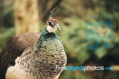 Beautiful Colourful Peacock Outdoors In The Daytime Stock Photo