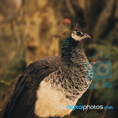 Beautiful Colourful Peacock Outdoors In The Daytime Stock Photo