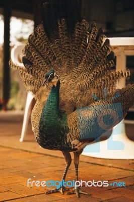 Beautiful Colourful Peacock Outdoors In The Daytime Stock Photo