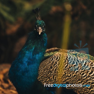 Beautiful Colourful Peacock Outdoors In The Daytime Stock Photo