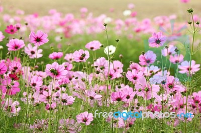 Beautiful Cosmos Flower Stock Photo