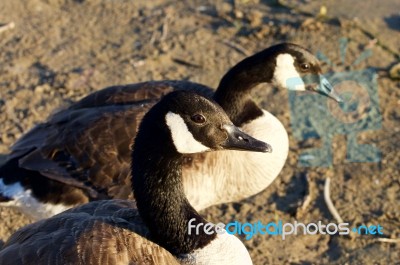 Beautiful Couple Of The Canada Geese Stock Photo