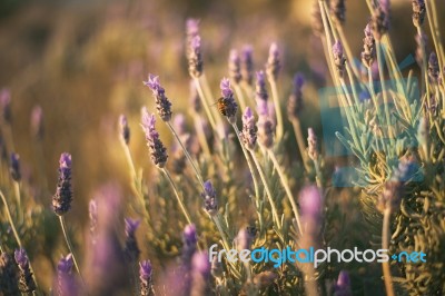 Beautiful Deep Purple Lavender Plants In Nature Stock Photo