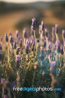 Beautiful Deep Purple Lavender Plants In Nature Stock Photo