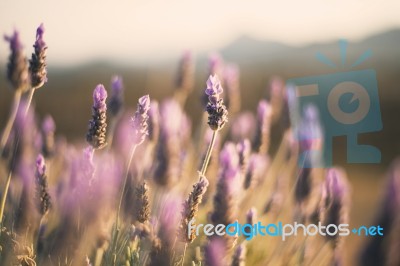 Beautiful Deep Purple Lavender Plants In Nature Stock Photo