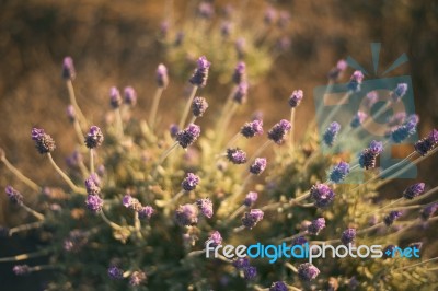 Beautiful Deep Purple Lavender Plants In Nature Stock Photo