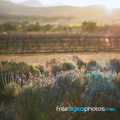 Beautiful Deep Purple Lavender Plants In Nature Stock Photo