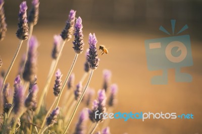 Beautiful Deep Purple Lavender Plants In Nature Stock Photo