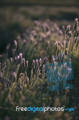 Beautiful Deep Purple Lavender Plants In Nature Stock Photo