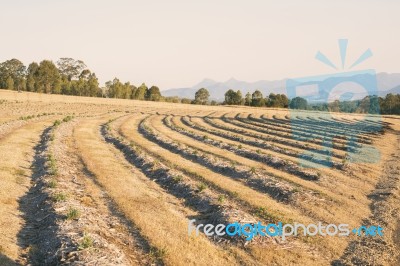 Beautiful Deep Purple Lavender Plants In Nature Stock Photo