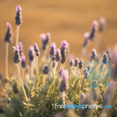 Beautiful Deep Purple Lavender Plants In Nature Stock Photo