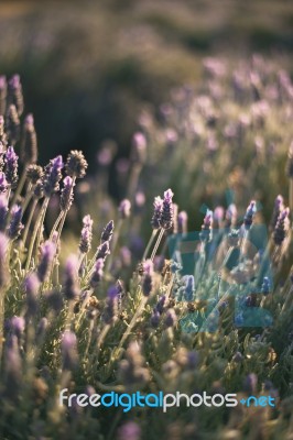 Beautiful Deep Purple Lavender Plants In Nature Stock Photo