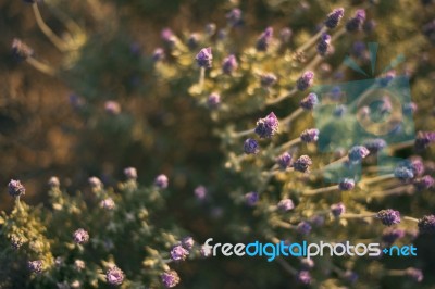 Beautiful Deep Purple Lavender Plants In Nature Stock Photo