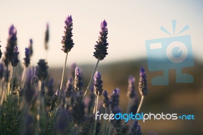 Beautiful Deep Purple Lavender Plants In Nature Stock Photo