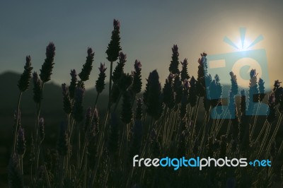 Beautiful Deep Purple Lavender Plants In Nature Stock Photo