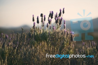 Beautiful Deep Purple Lavender Plants In Nature Stock Photo