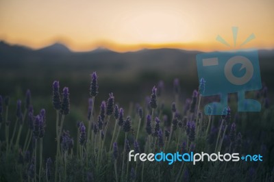 Beautiful Deep Purple Lavender Plants In Nature Stock Photo