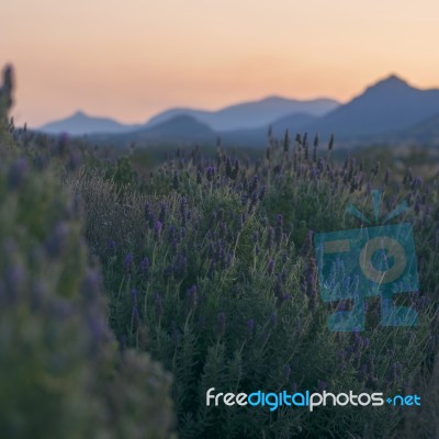 Beautiful Deep Purple Lavender Plants In Nature Stock Photo