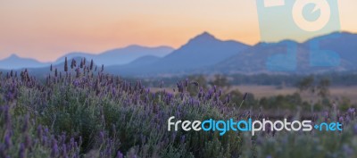 Beautiful Deep Purple Lavender Plants In Nature Stock Photo