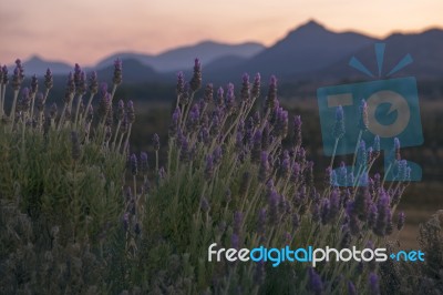 Beautiful Deep Purple Lavender Plants In Nature Stock Photo