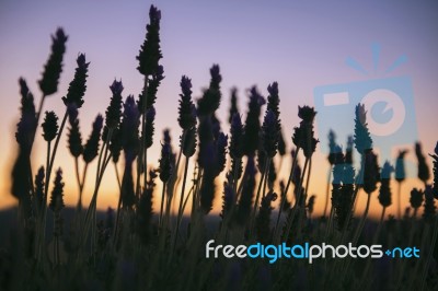 Beautiful Deep Purple Lavender Plants In Nature Stock Photo