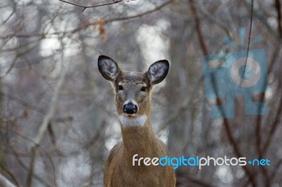 Beautiful Deer In The Forest Stock Photo