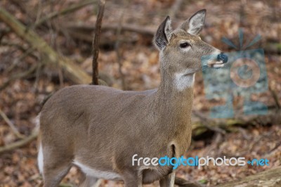 Beautiful Deer In The Forest Stock Photo