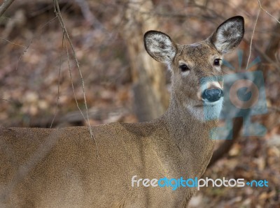 Beautiful Deer Is Looking Straight To Camera Stock Photo