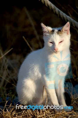 Beautiful Domestic Cat Stock Photo