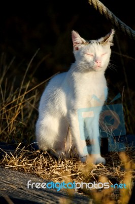 Beautiful Domestic Cat Stock Photo