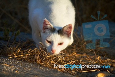 Beautiful Domestic Cat Hunting Stock Photo