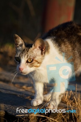 Beautiful Domestic Cat Hunting Stock Photo