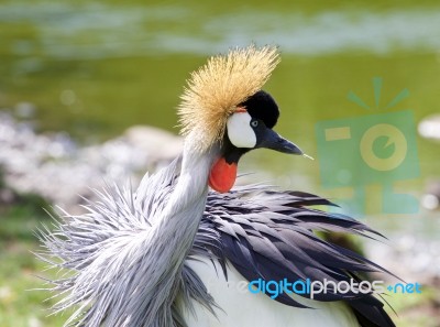 Beautiful East African Crowned Crane Close-up Stock Photo