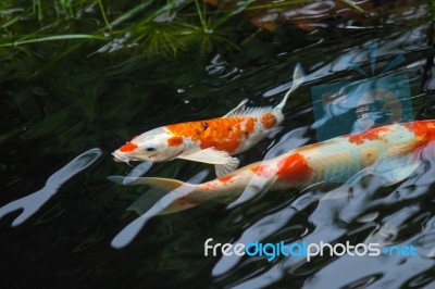 Beautiful Fancy Carp Fish Stock Photo