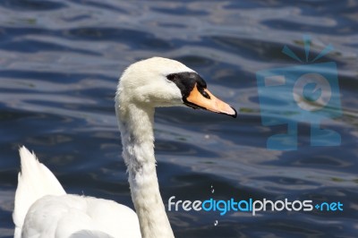 Beautiful Female Mute Swan Is Looking For Something Stock Photo