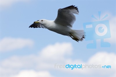 Beautiful Flight Of The Ring-billed Gull Stock Photo