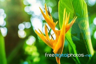 Beautiful Flowers In  Garden Stock Photo