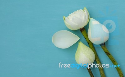 Beautiful Fresh White Lotus Flower Stock Photo