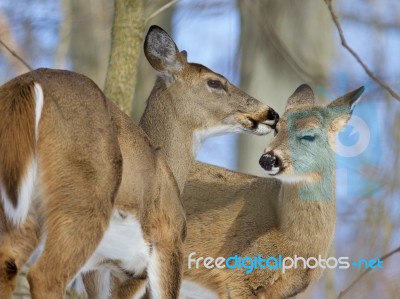 Beautiful Funny Background With A Pair Of The Cute Wild Deers Stock Photo