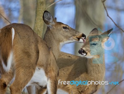 Beautiful Funny Image With A Pair Of The Cute Wild Deers Stock Photo