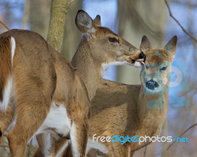 Beautiful Funny Image With A Pair Of The Cute Wild Deers Licking Each Other Stock Photo