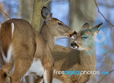 Beautiful Funny Photo Of A Pair Of The Cute Wild Deers Stock Photo