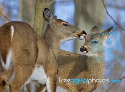 Beautiful Funny Picture With A Pair Of The Cute Wild Deers Stock Photo