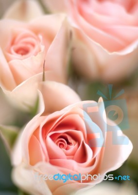 Beautiful Garden Blooming Roses Stock Photo