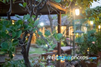 Beautiful Garden With Warm Light Stock Photo