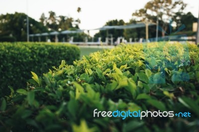 Beautiful Gardens In Ipswich City, Queensland Stock Photo