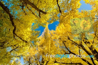 Beautiful Ginkgo Trees Stock Photo