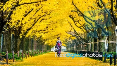 Beautiful Girl Wearing Japanese Traditional Kimono At Row Of Yellow Ginkgo Tree In Autumn. Autumn Park In Tokyo, Japan Stock Photo