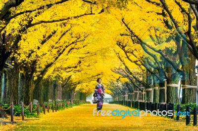 Beautiful Girl Wearing Japanese Traditional Kimono At Row Of Yellow Ginkgo Tree In Autumn. Autumn Park In Tokyo, Japan Stock Photo